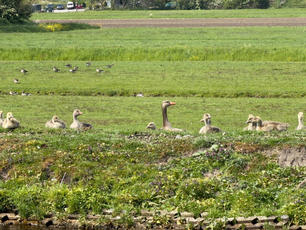 Geese