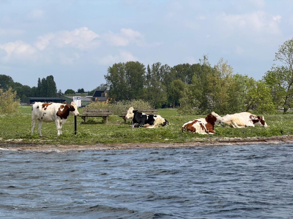 Koeien Braassemermeer